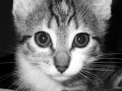 虎斑猫的脸
