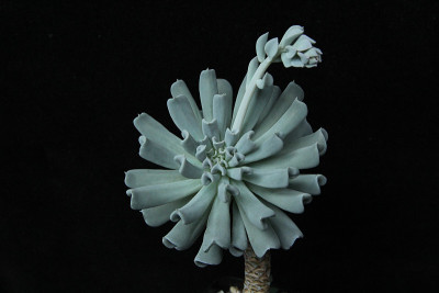 月牙草孤立。Echeveria runyonii简历。乱七八糟的。月仙花孤立在黑暗的背景上。eche