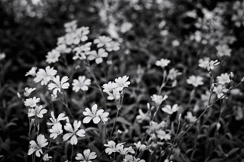 “Stellaria media”又名“普通鹰嘴豆”，是石竹科一年生多年生开花植物，开白色小花(意大