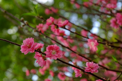 春天的桃花