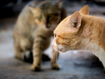 黄猫威胁入侵的猫