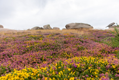玫瑰花海的花岗岩海岸