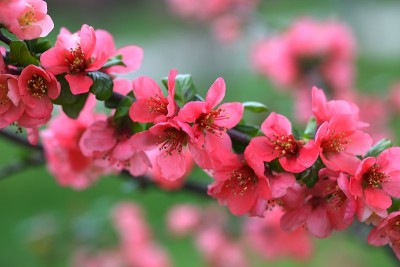 中国温柏的一枝开花