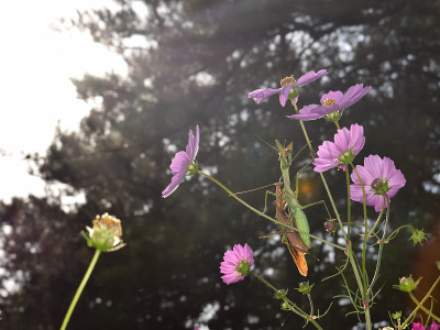 交配季节