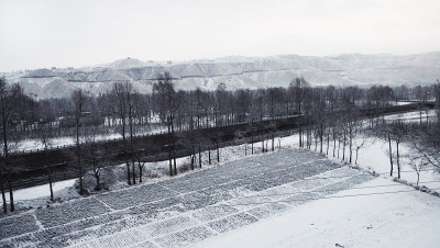 西藏雪树