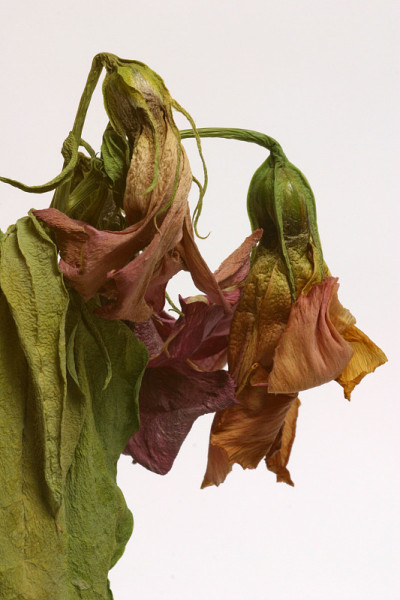 死的花