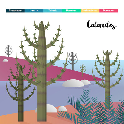 Calamites
