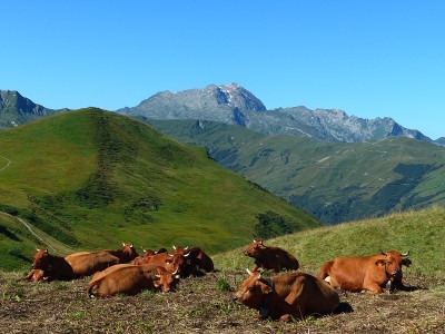 牛和山，博福坦，萨沃伊