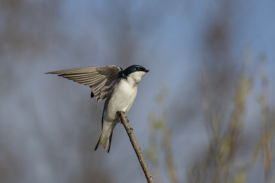 春天的树燕子(Tachycineta bicolor)