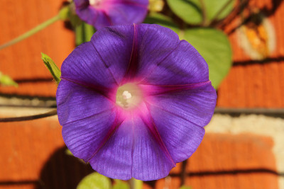 特写紫牵牛花