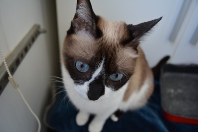 雪鞋猫