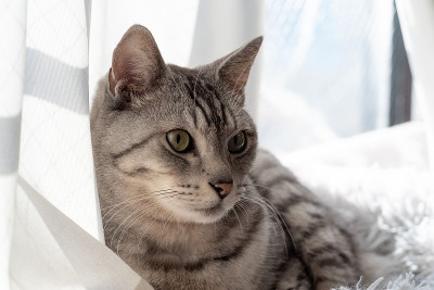 猫