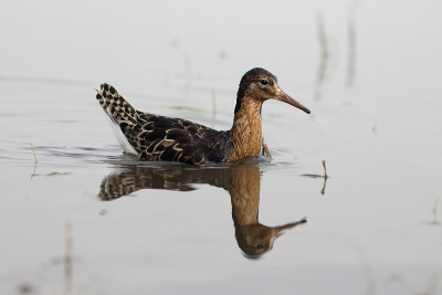 Ruff, Philomachus匕首