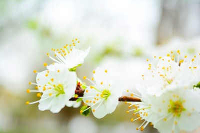 苹果花