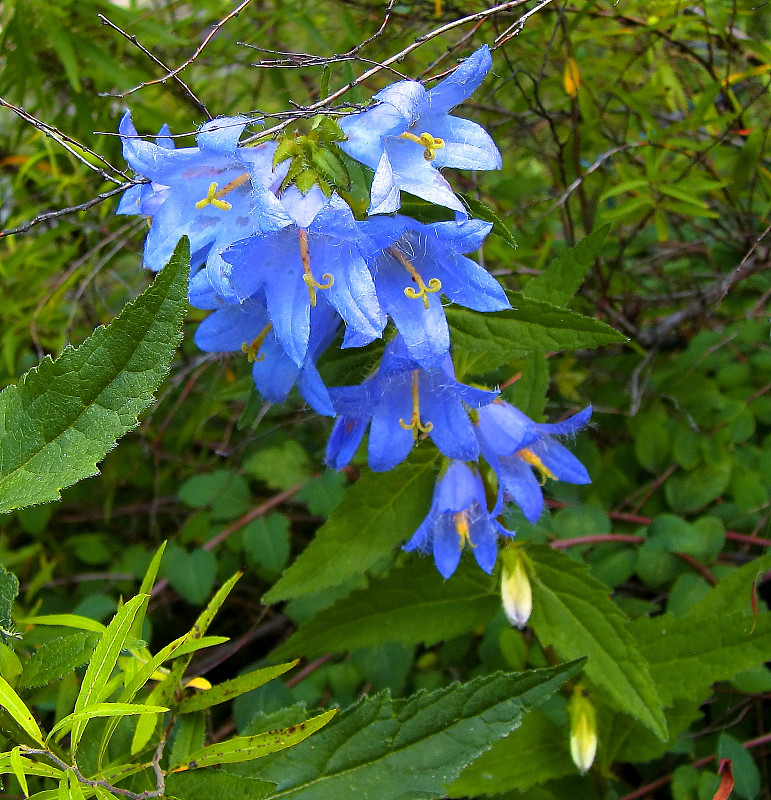 钟形花。