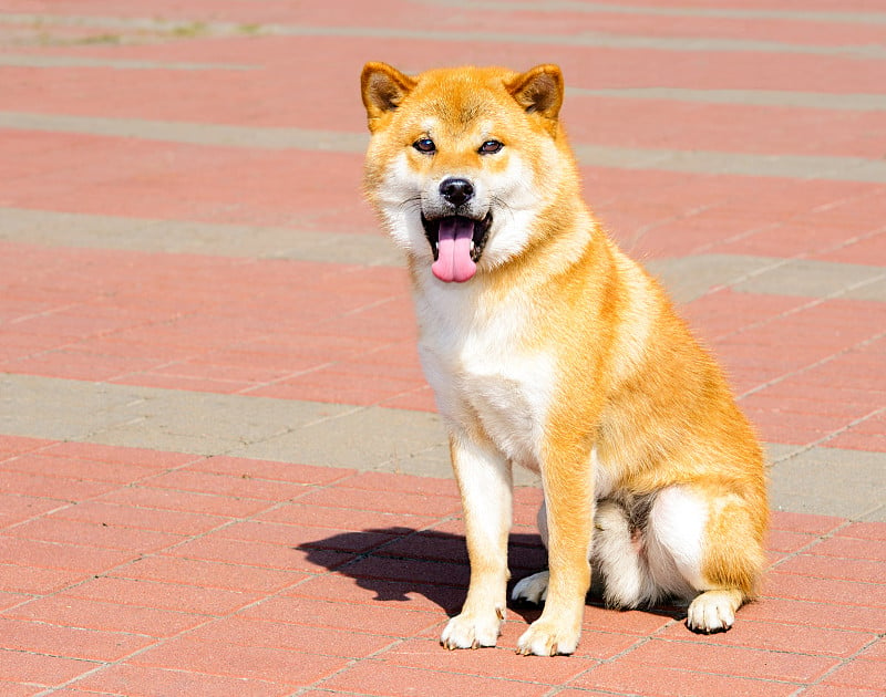 日本柴犬席位。