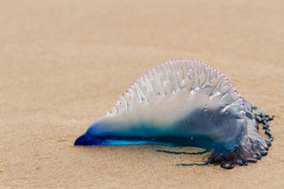 水母