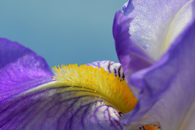 虹膜花