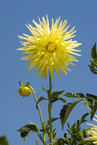 flower11