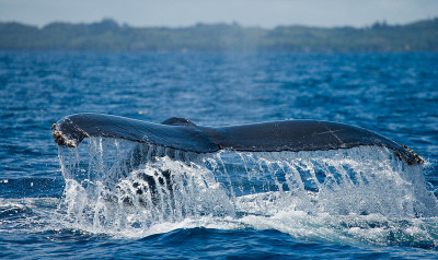 The tail of the humpback whale.