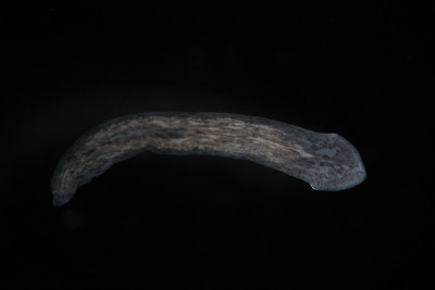 淡水涡虫、扁虫、涡虫显微镜观察