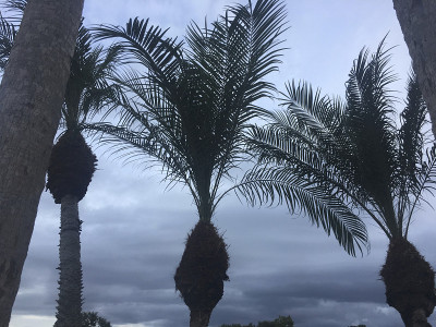 棕榈树在暴风中摇摆