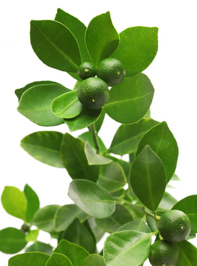 白背景上的Calamondin, calamansi
