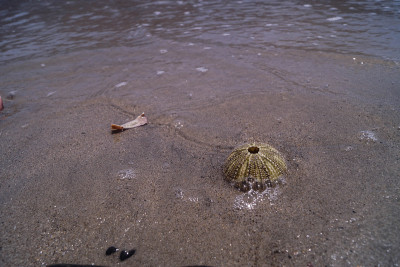 海胆