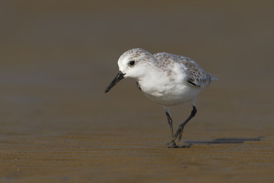 Sanderling (Calidris alba)在海滩，玻利瓦尔半岛，美国德克萨斯州