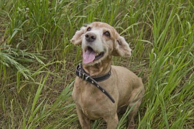 可卡犬在绿色草地上，在自然光下