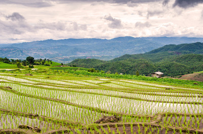 阶地稻田