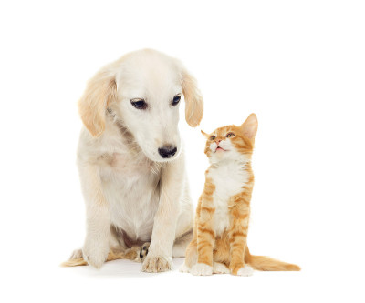 有趣的小狗和小猫