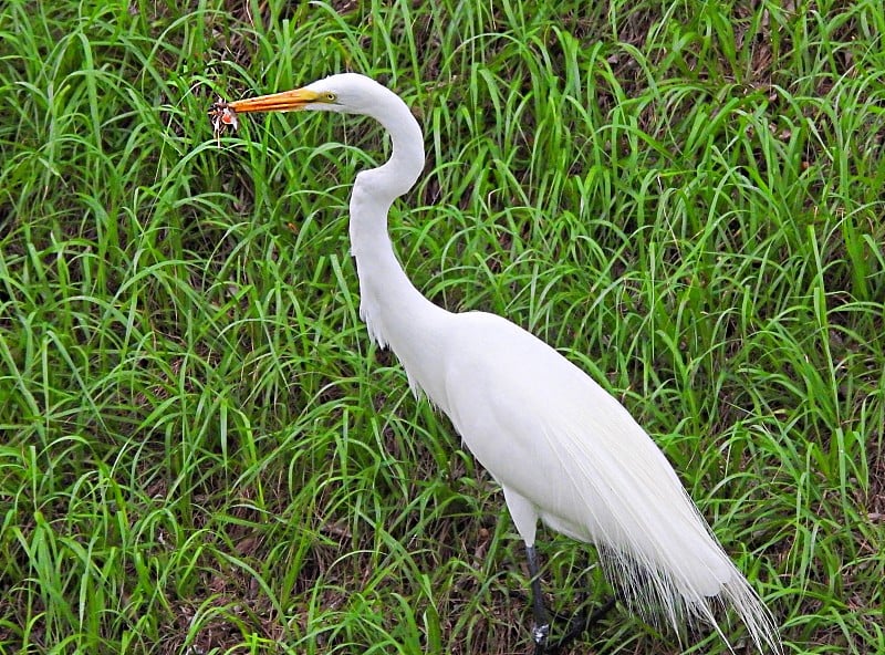 大白鹭(Ardea alba)捕捉变色龙蜥蜴