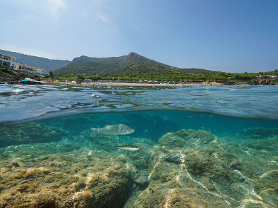 西班牙海岸线鱼地中海布拉瓦海岸