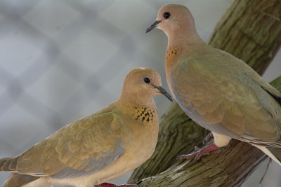 笑鸽子(Stretopelia senegalensis)栖息在树枝上