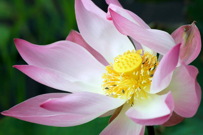 莲花特写镜头