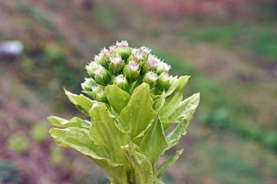 Petasites japonicus