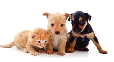 两只狗和一只猫。