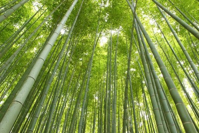 日本竹(三)