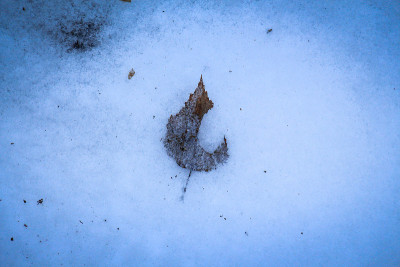 冬天的白雪皑皑的平原上，花儿从雪下伸出来