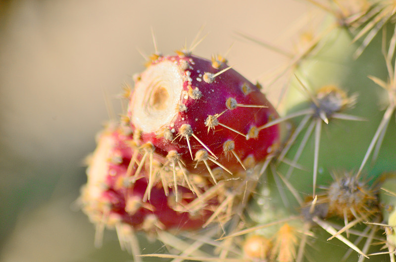 带刺的仙人掌plant.Peyote.Cactaceae