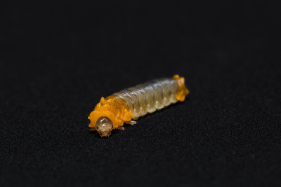 锯蝇幼虫在黑色上