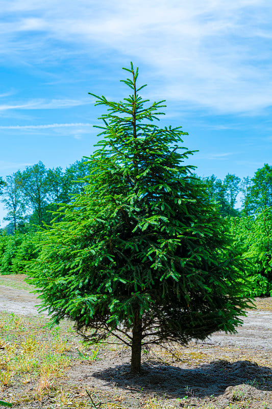 欧洲高质量圣诞树的种植园