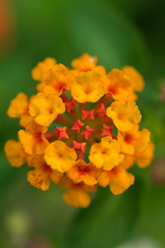 马樱丹属花