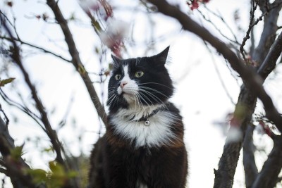 猫在开花的树下