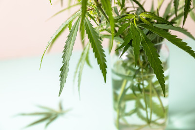 草药替代医学概念。盛开的女性大麻花和叶子在绿色粉彩背景..