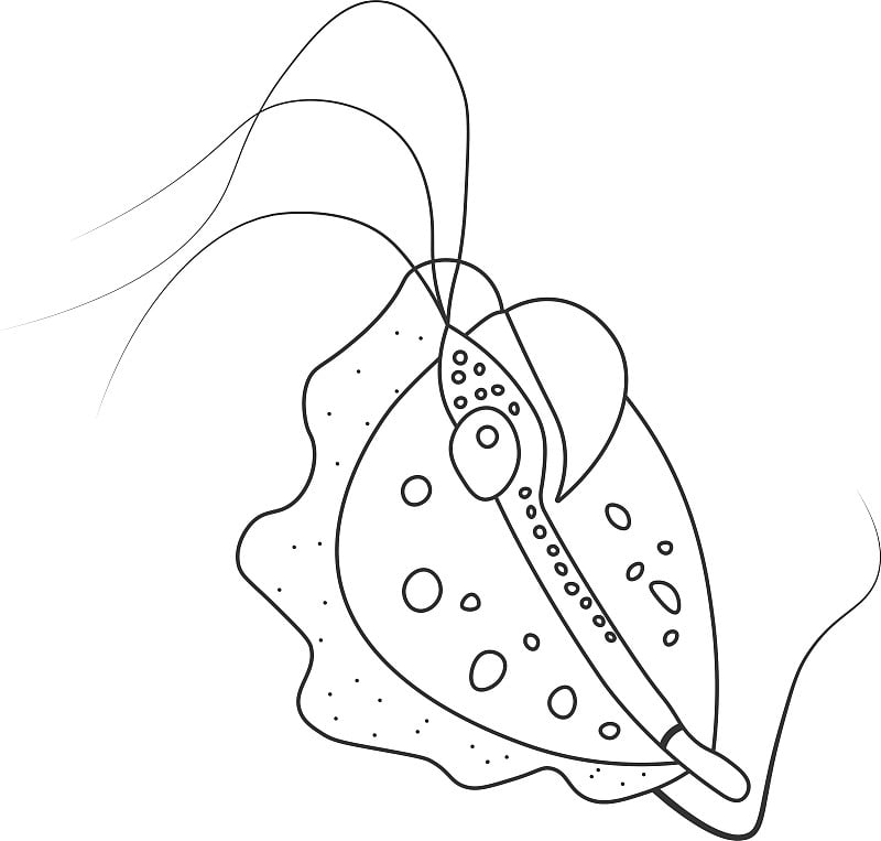 轮廓毛滴虫原生动物微生物分离在白色背景