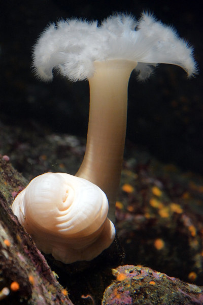 深海里的水下生物