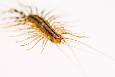 捕蝇草。Scutigera coleoptrata。蜈蚣捕蝇器，昆虫捕食者