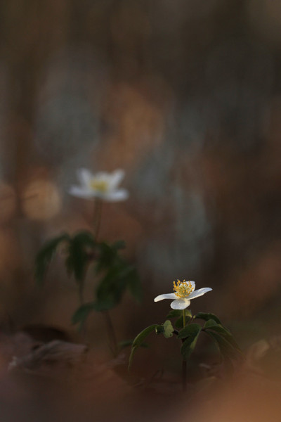 五叶银莲花